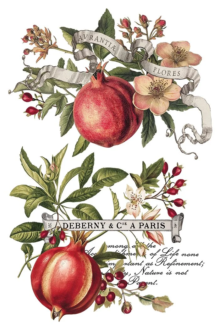 Copy of IOD-TRA-CLE Clementine transfer artwork page 2 small.jpg