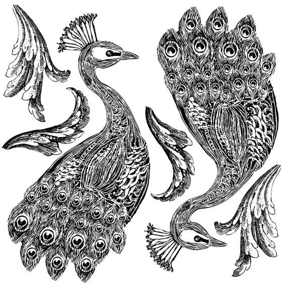 pavo 2.jpg