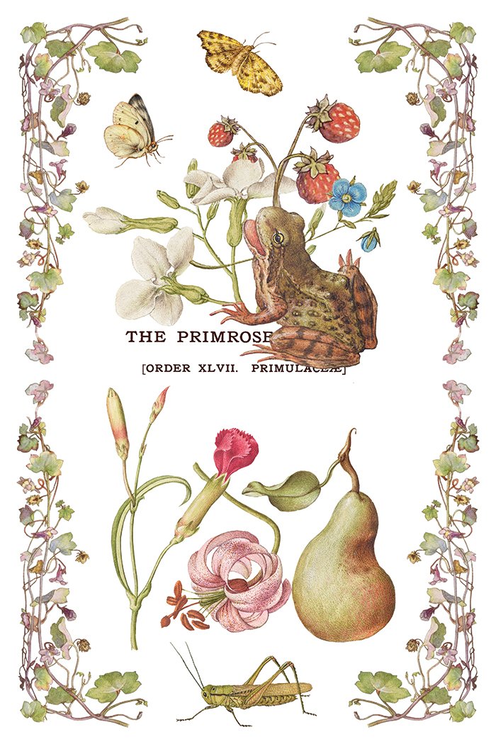 IOD-TRA-PRM Primrose Isle artwork page 6 small.jpg