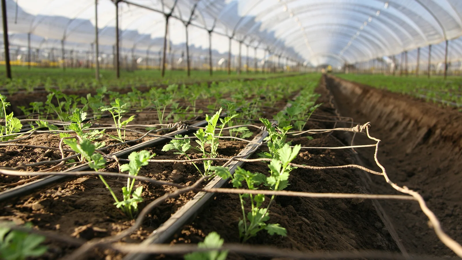 10-17_Grown-in-California_MainHero.jpg