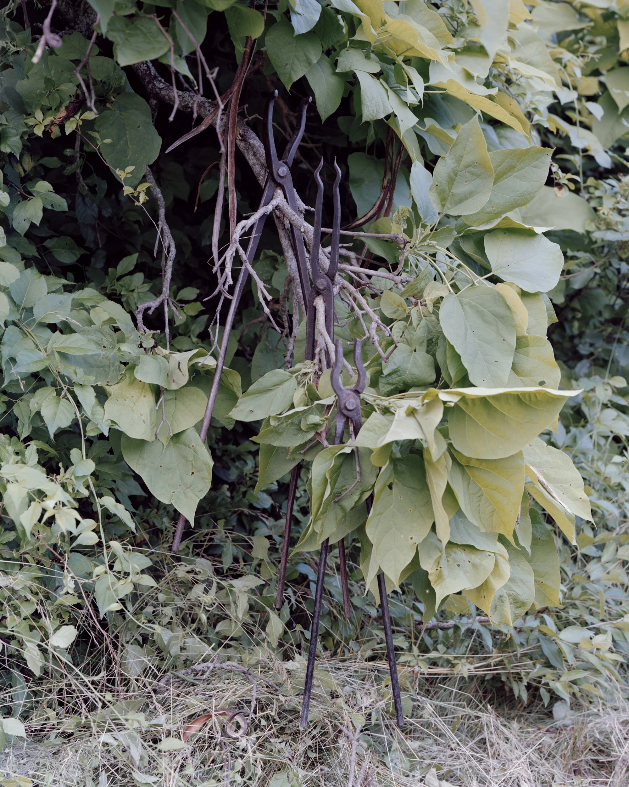 Coal Tongs, Millis, MA