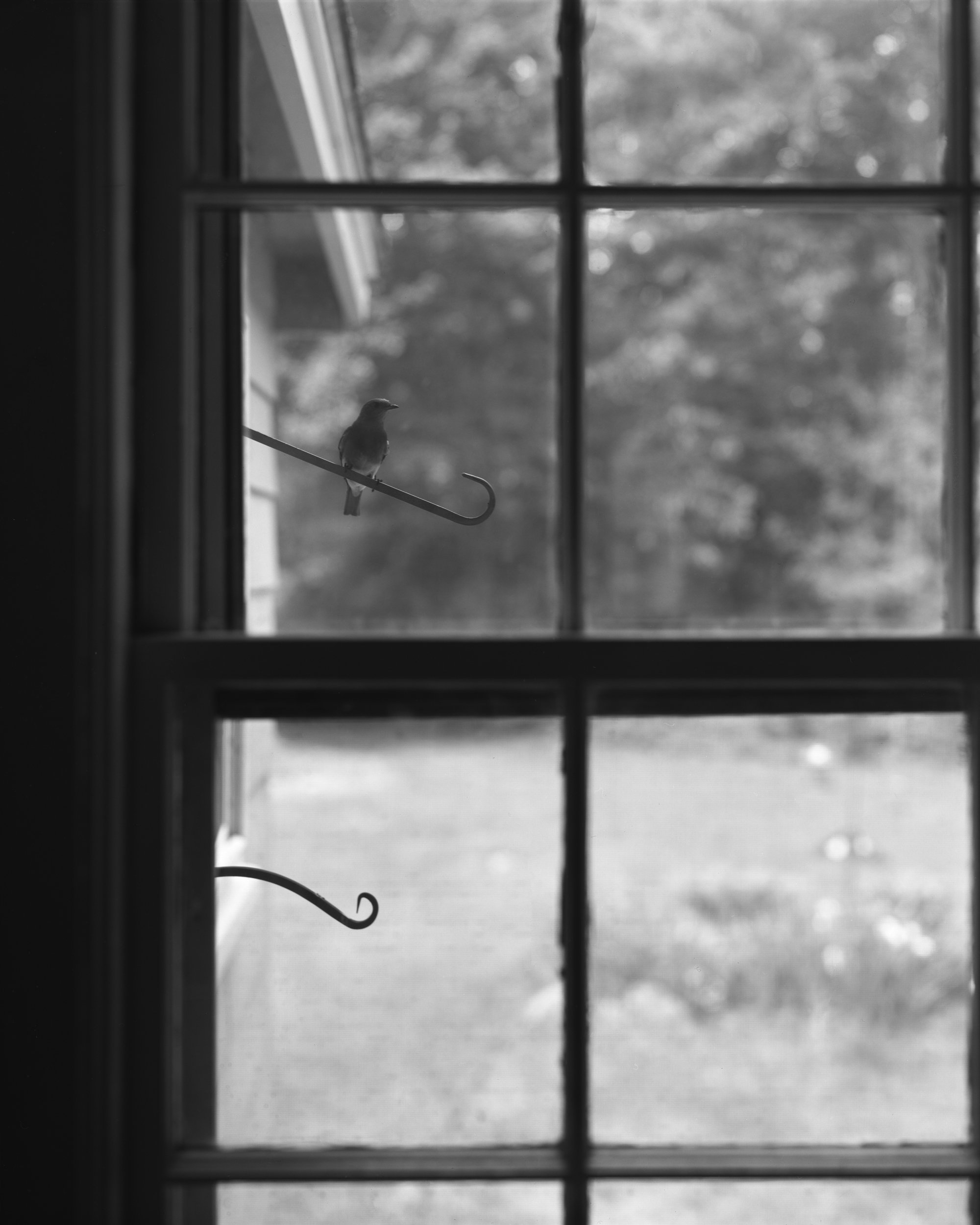 Eastern Bluebird, Millis, MA