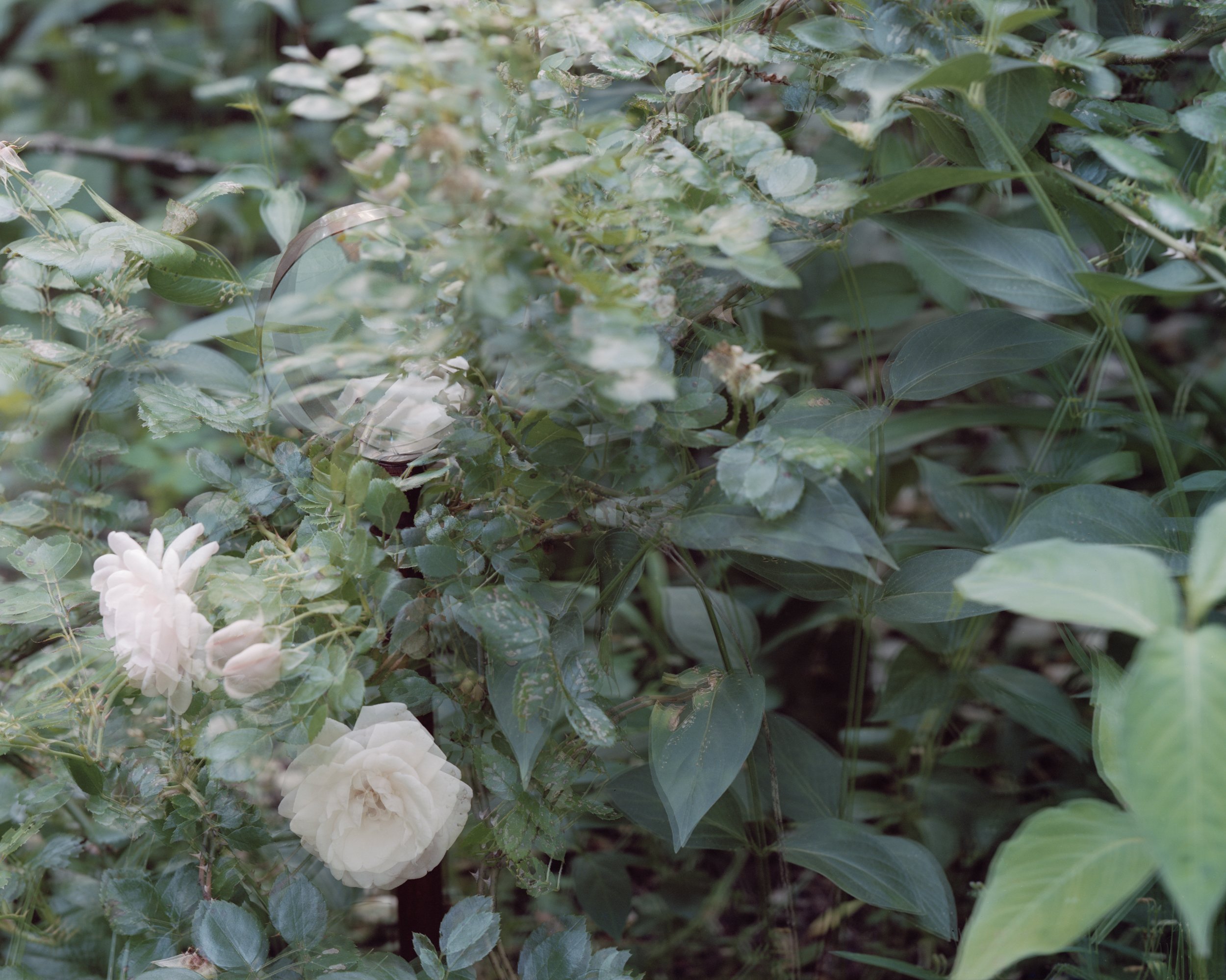 Justin's Magnifying Glass, Florence, MA