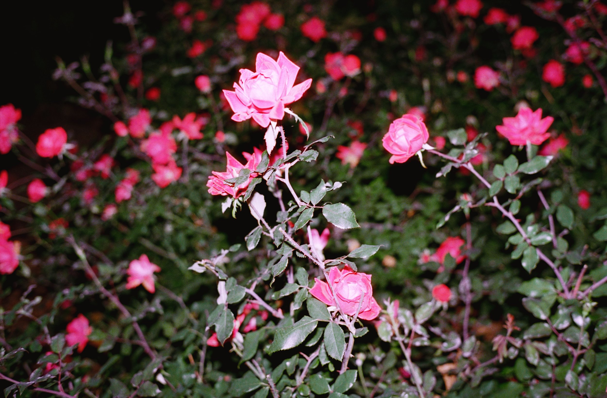 rosebush at astoria park the night we lost suba (suba’s glow), 2020