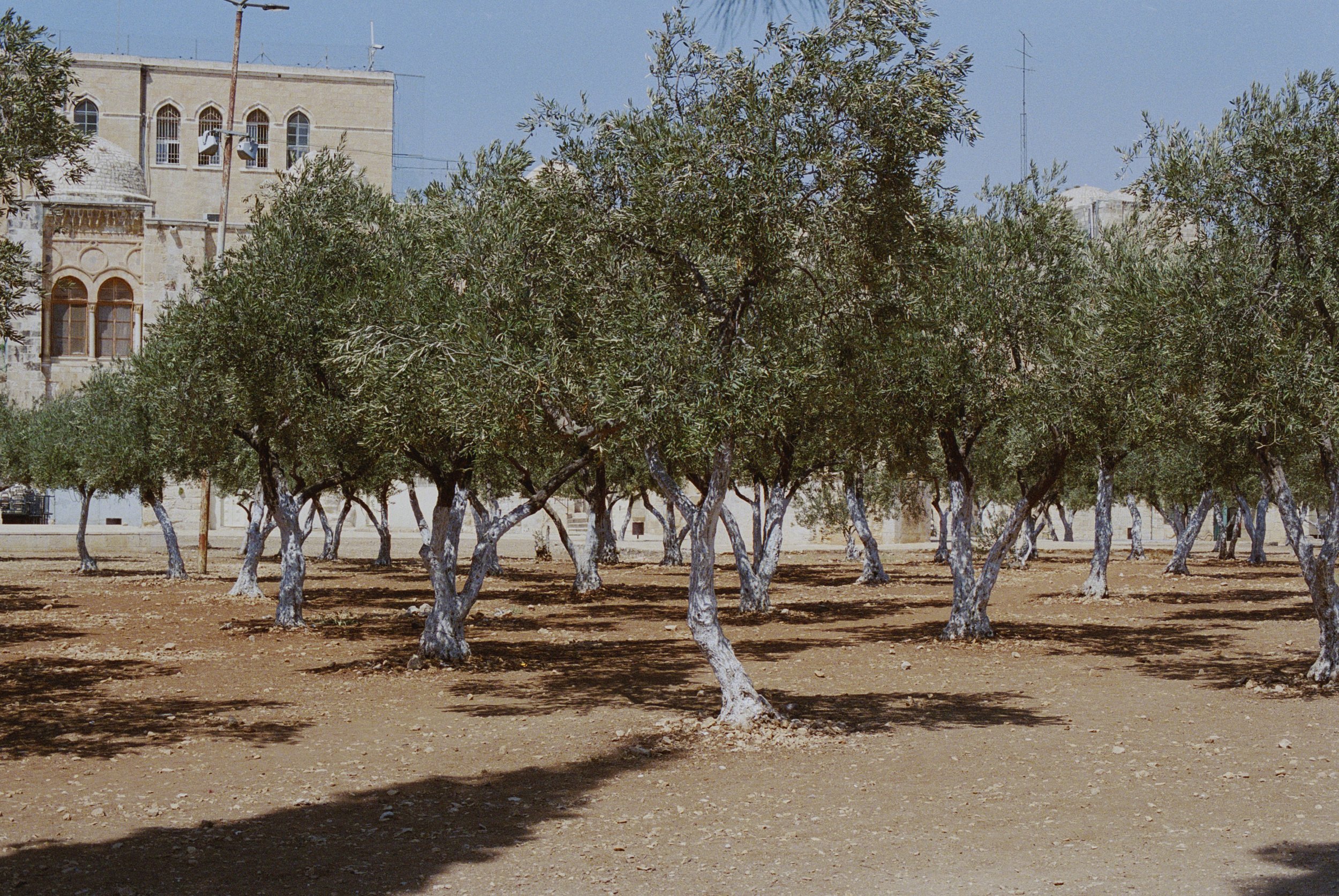 Trees Outside of Al-Aqsa Mosque, Al-Quds (Jerusalem), 2018 