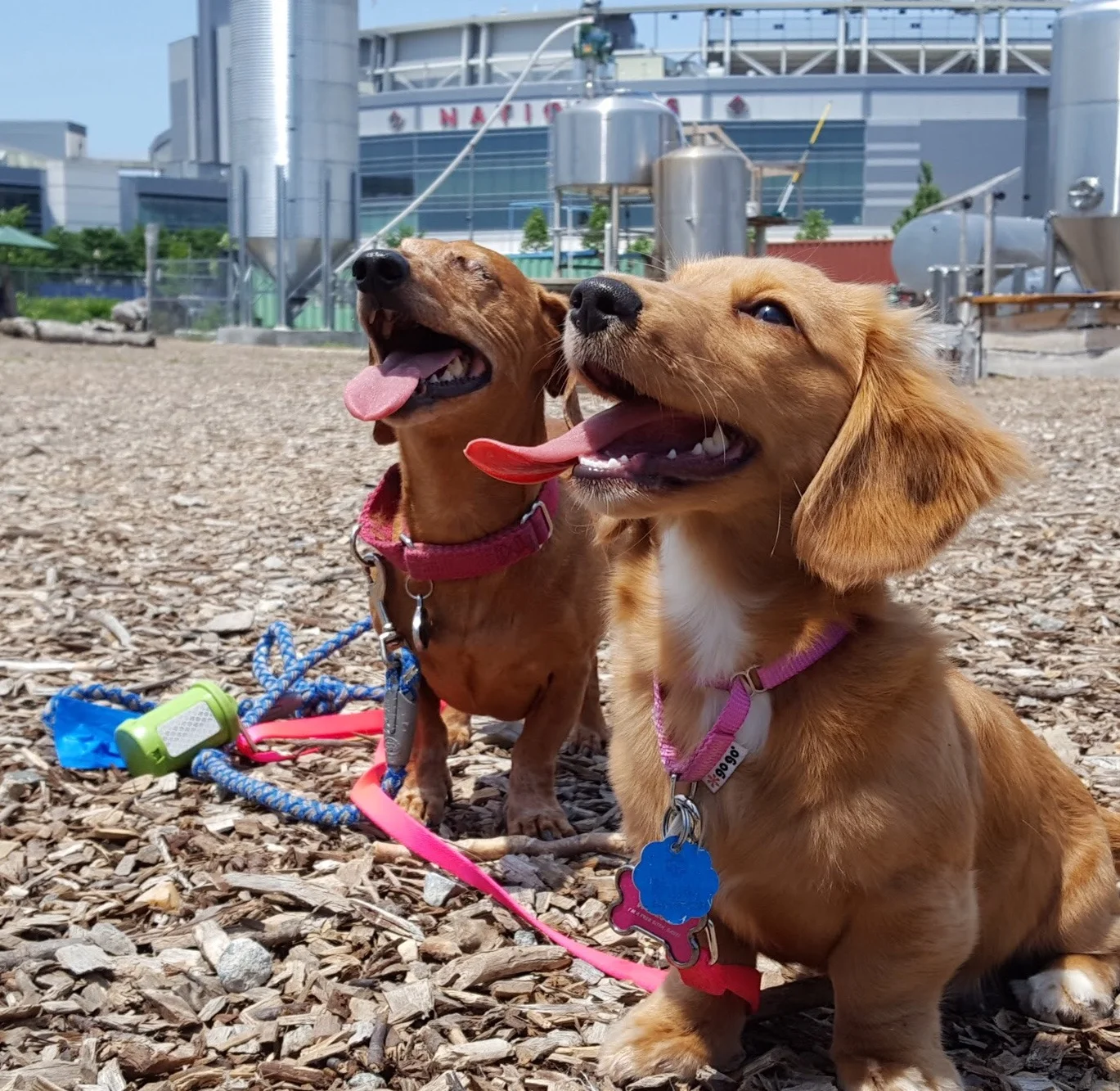 Ask me about my dachshunds!