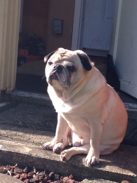 In Memory of Buddha