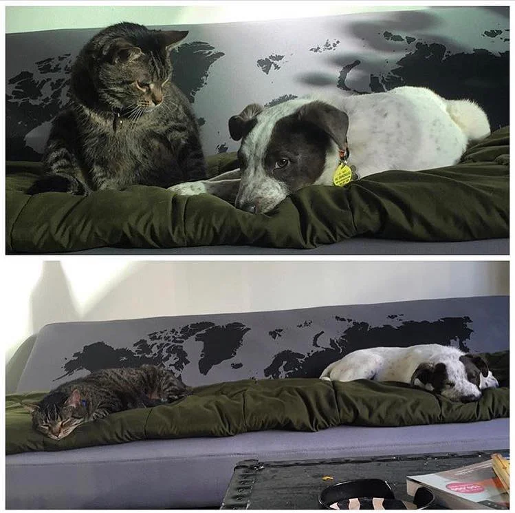 In Memory_Meko_021619_meko and chester - brothers.jpg