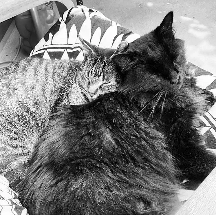 In Memory_Meko_021619_meko and ted - brothers.jpg