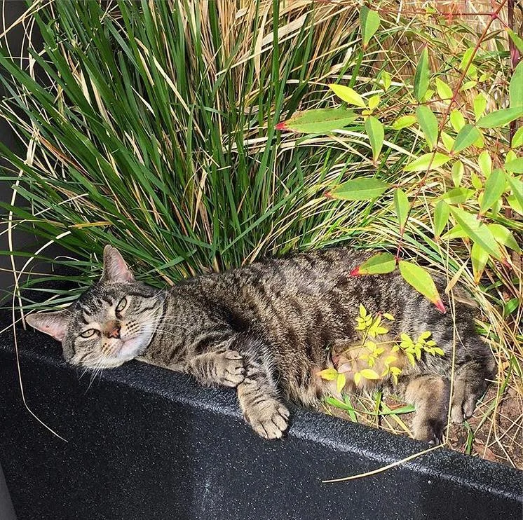 In Memory_Meko_021619_meko living the best life.jpg