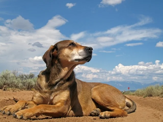 In Memory of Penelope “Penny” Obrecht