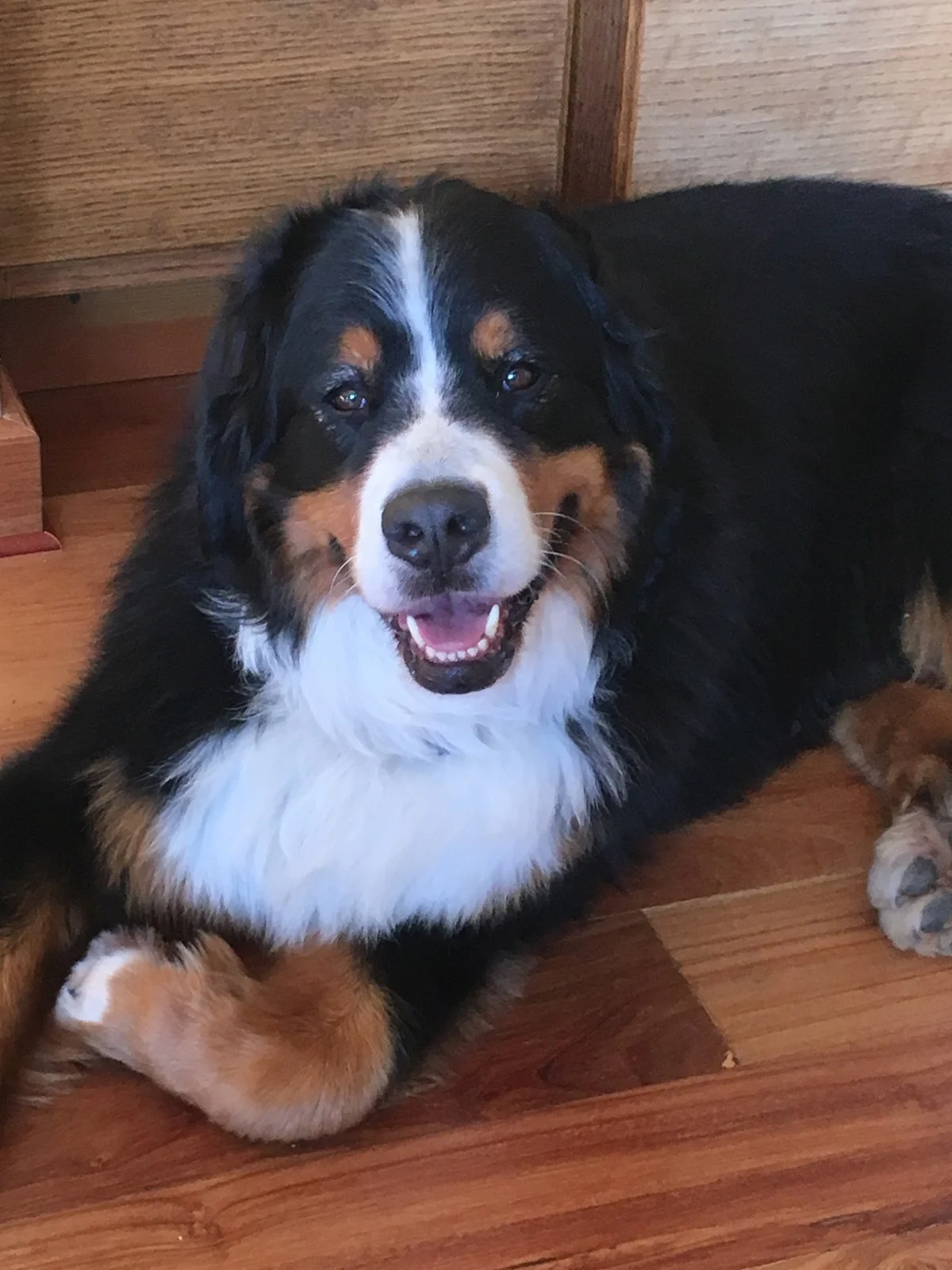 In Memory of Ruby_011819_v1.jpg
