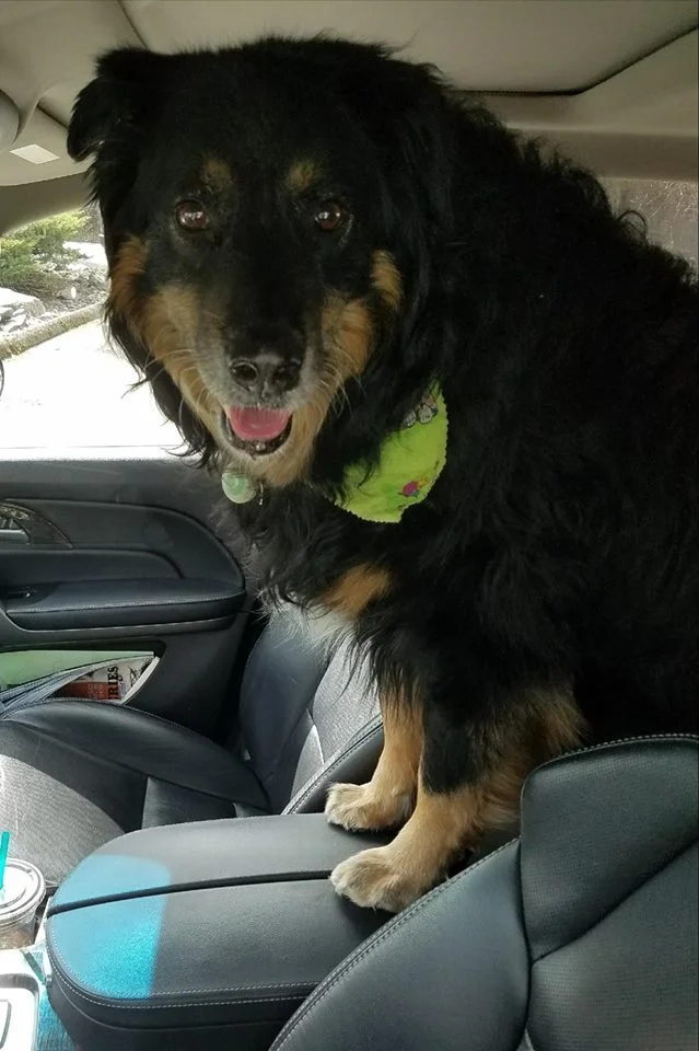 In Memory of Loki