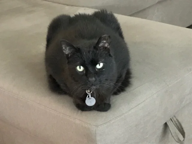 In Memory of Mr Mojo