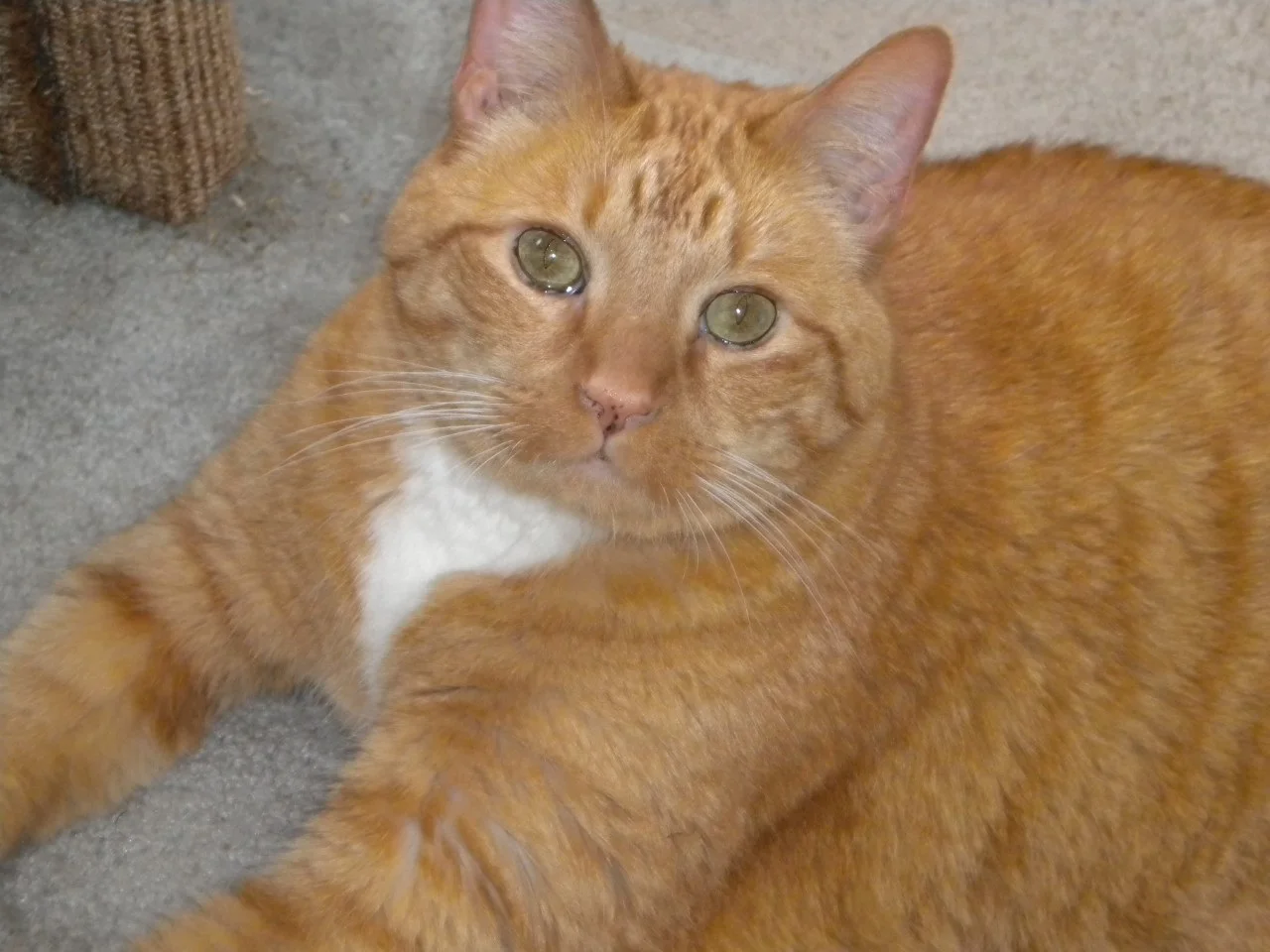In Memory of Buster
