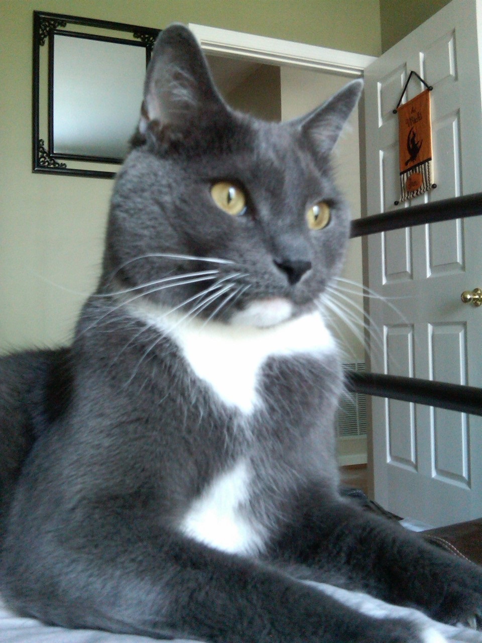 In Memory of Leonardo DiKitty-o “Leo” Barrett