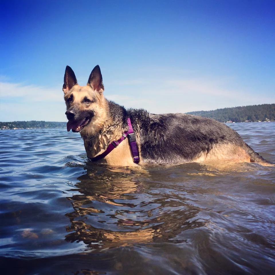 In Memory of Sophie
