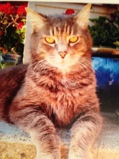 In Memory of Louie The Cat