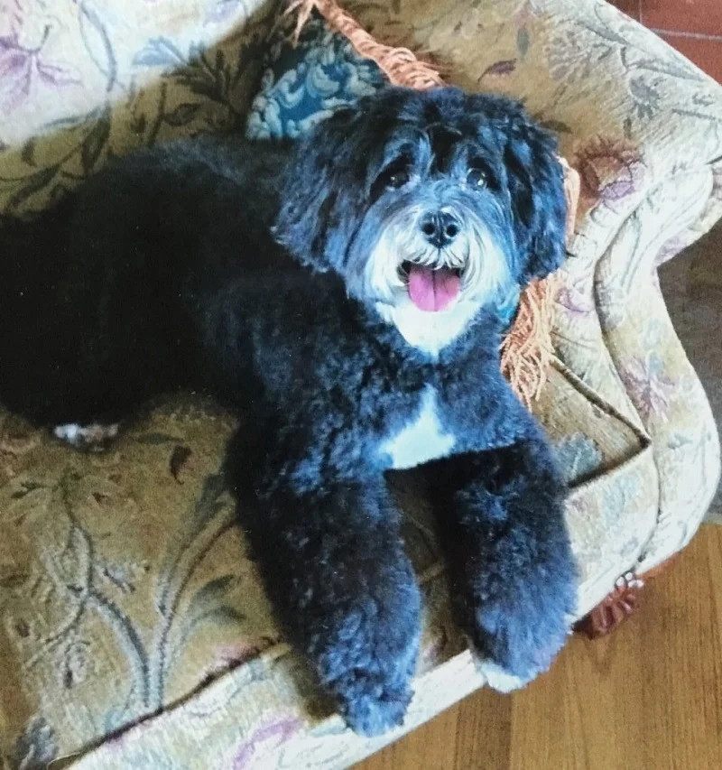 In Memory of Saffy