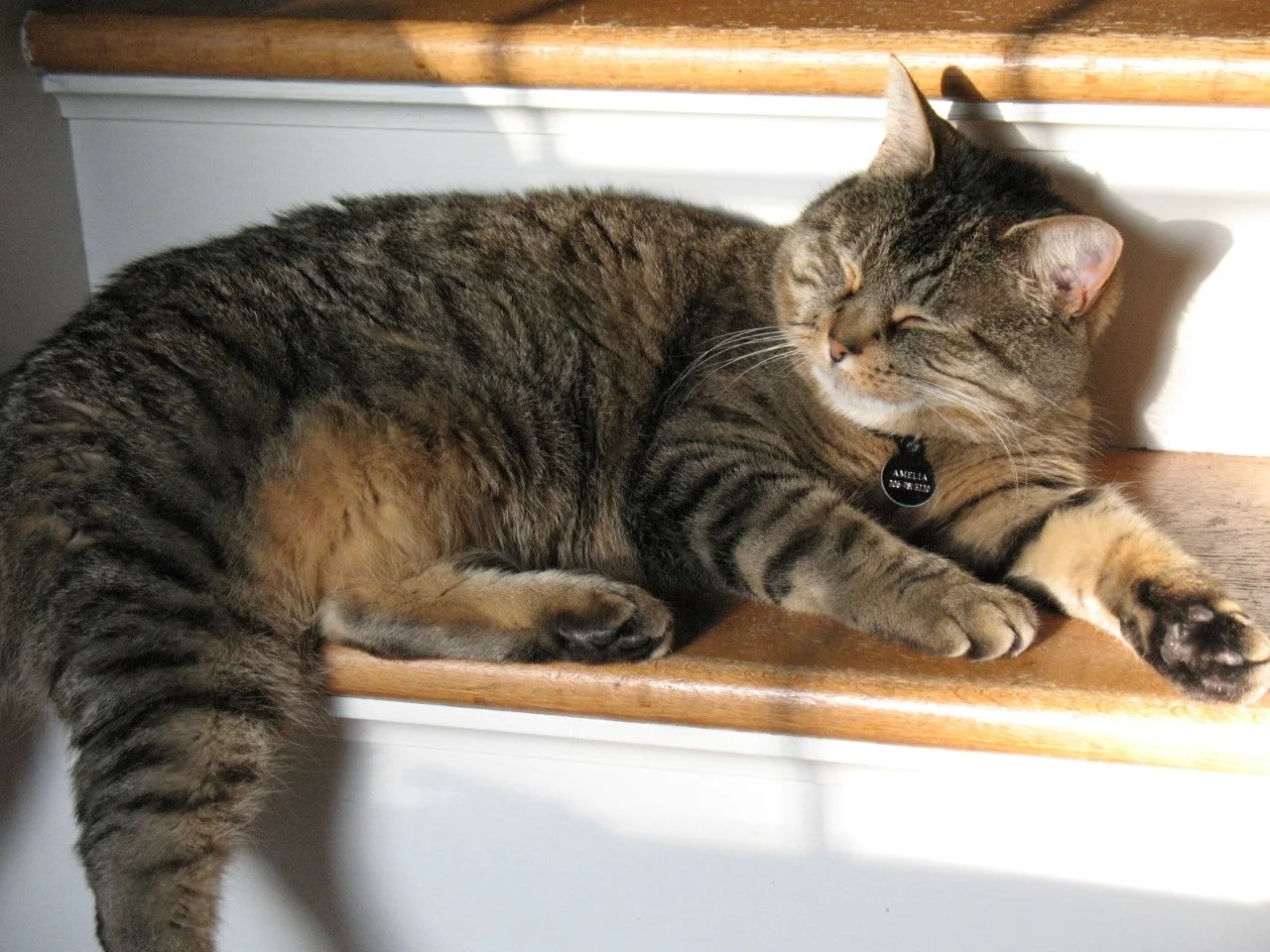 In Memory of Amelia B. Aircat