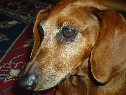 In Memory of Penny
