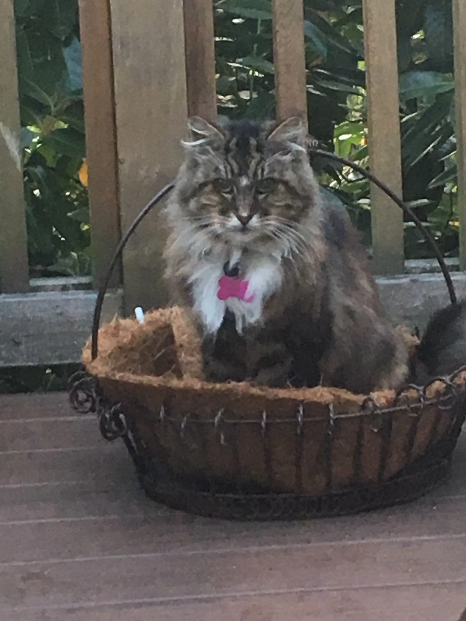 In Memory of Lily