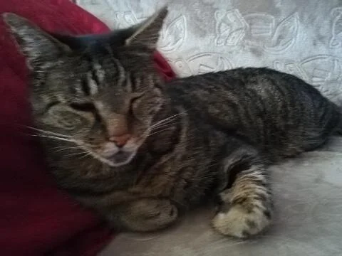 In Memory of Happy Cat