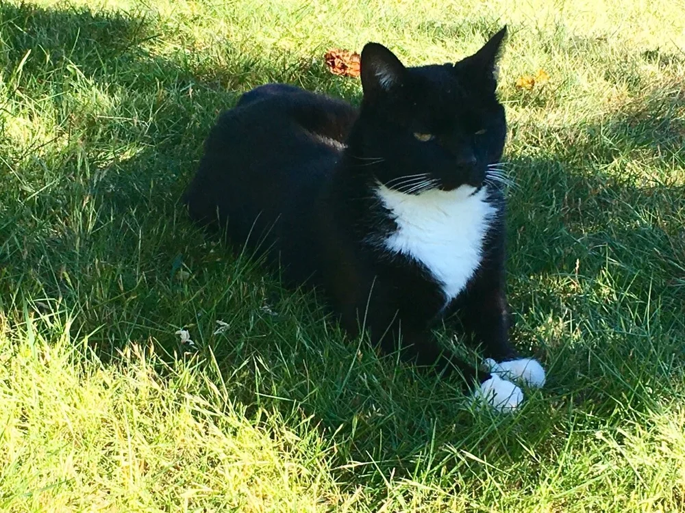 In Memory Ballard Animal Hospital