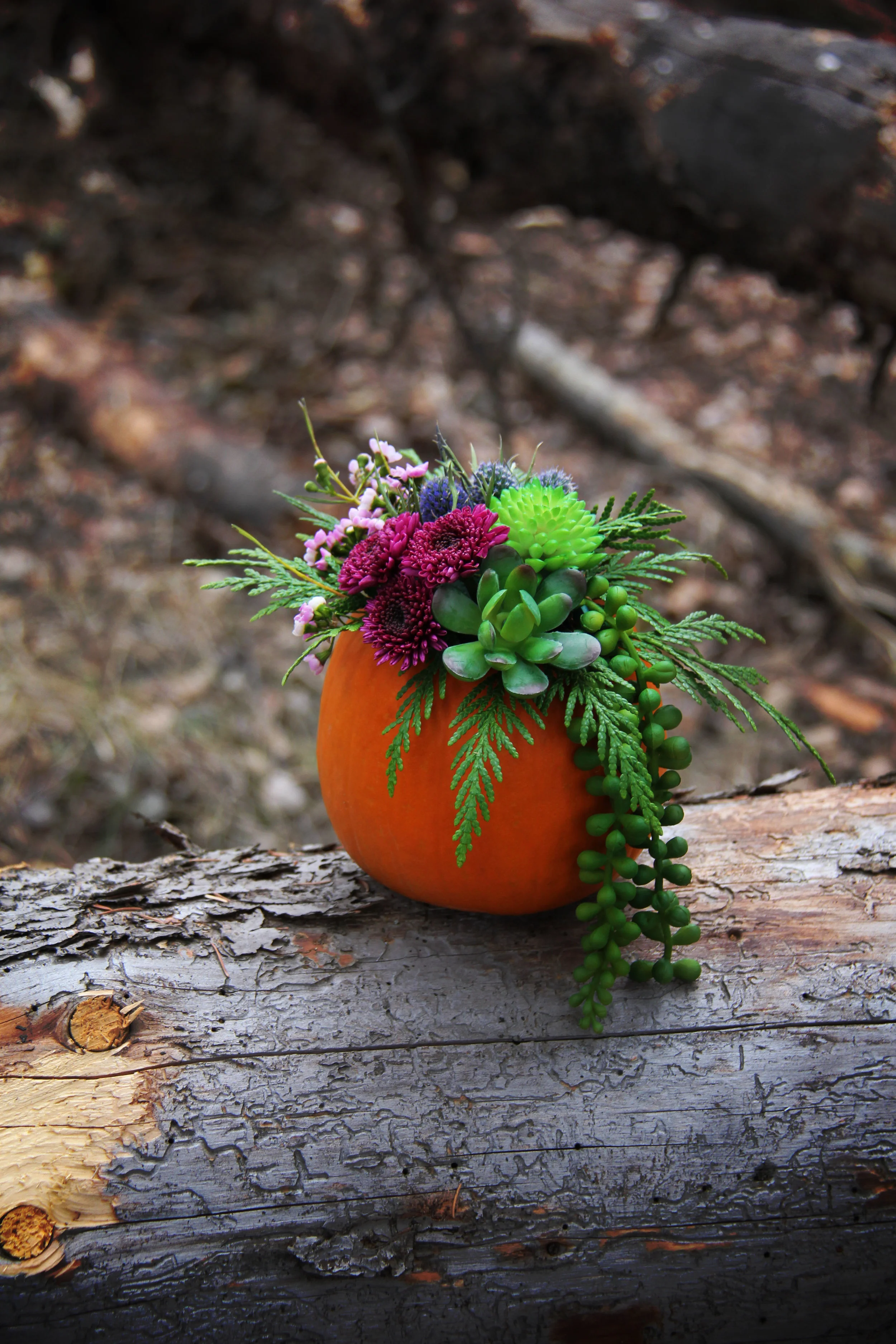 pumpkin.jpg