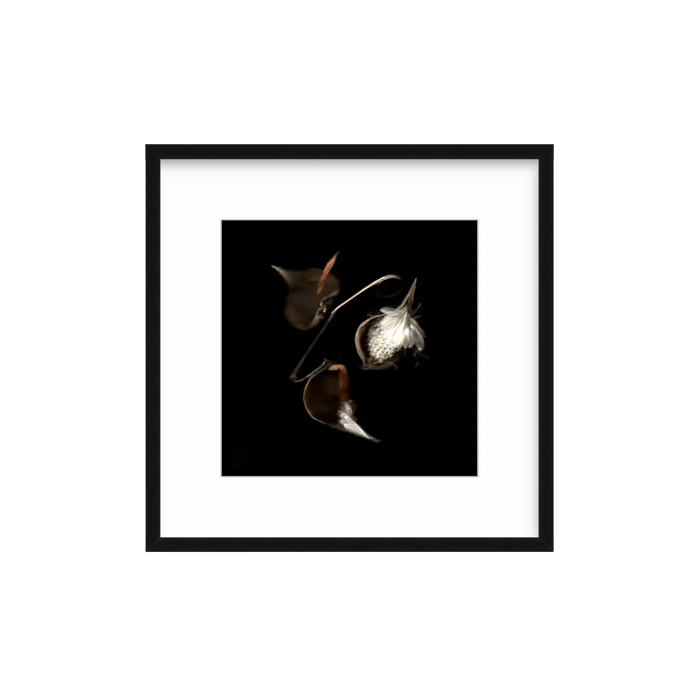Liz-TItone - Milkweed Framed.jpg