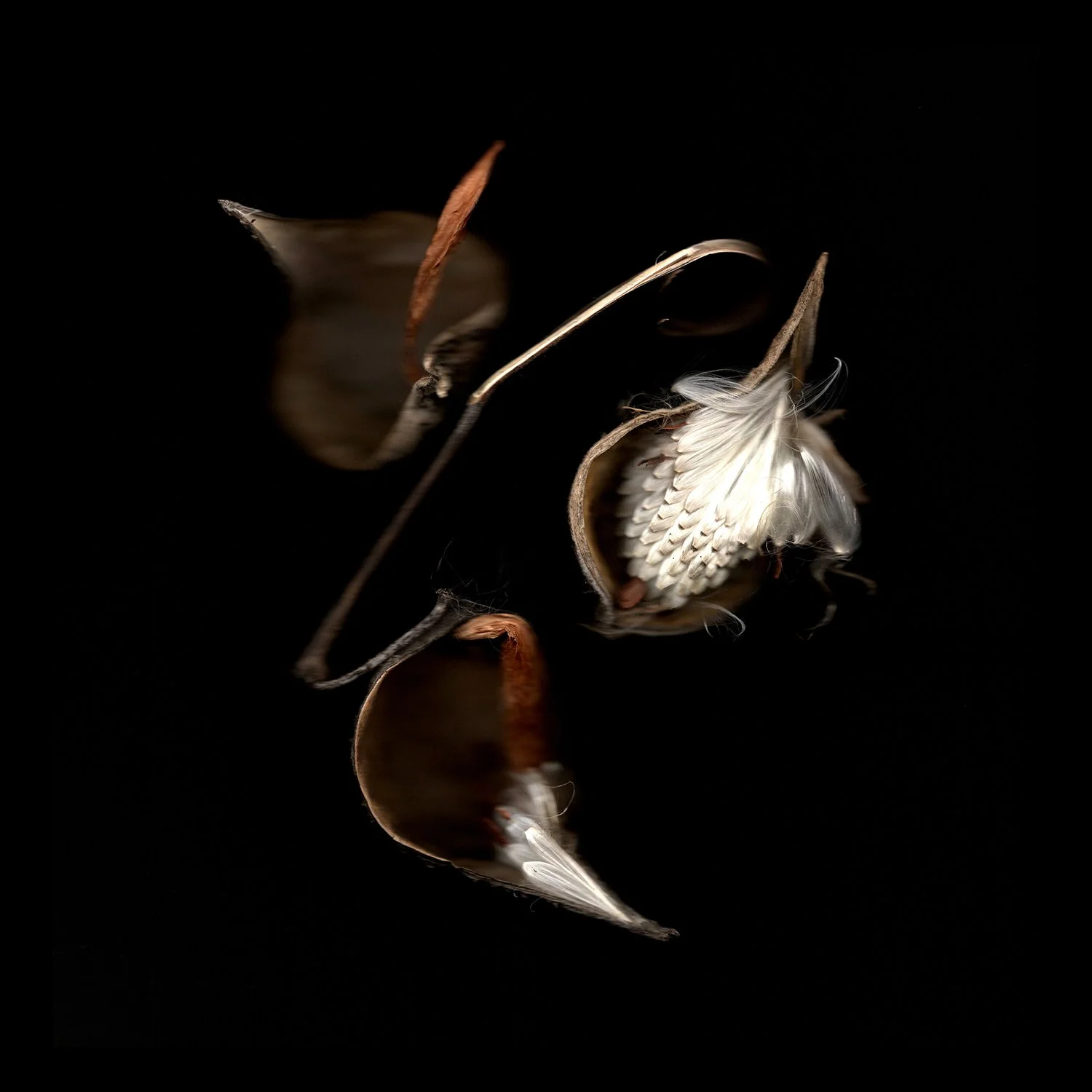 Liz-Titone_Milkweed_Photograph_12x12in_2022_350.jpg.jpg