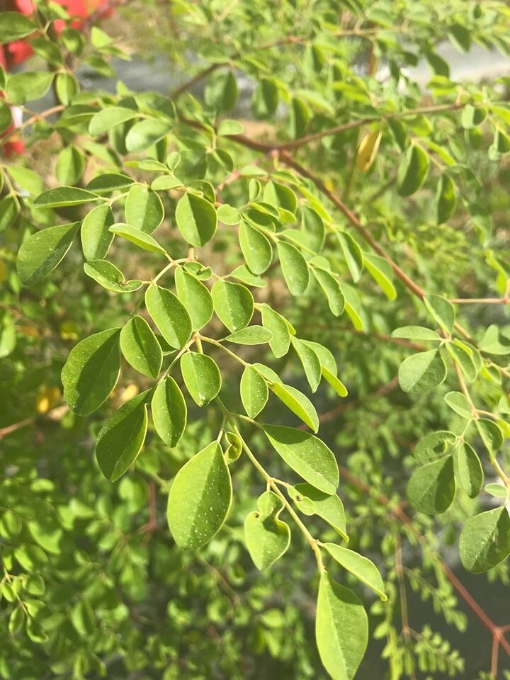 Moringa, el superalimento y condimento que ha hecho ganar el premio a Mejor Joven Agricultor a Juan Diego Marín