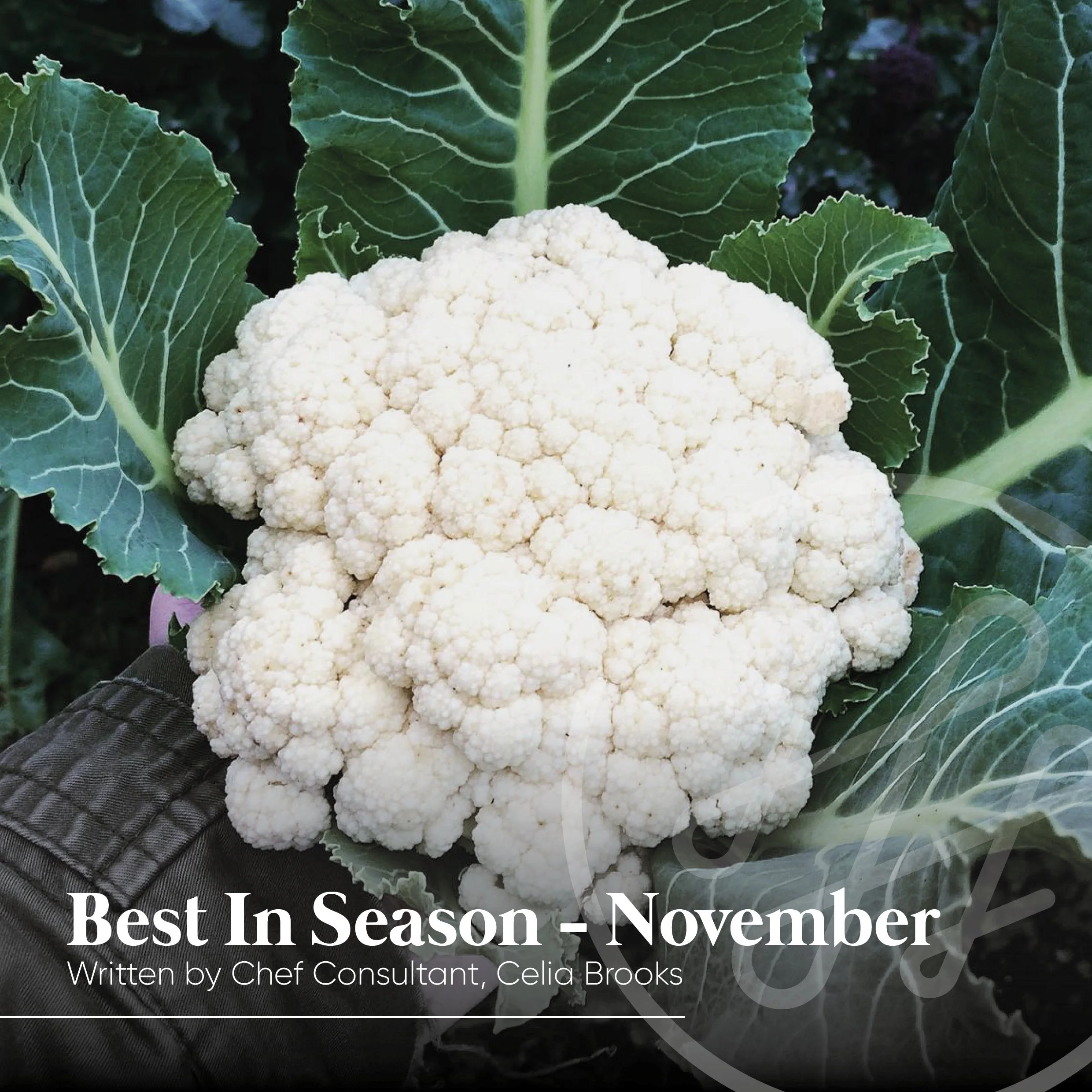 Best In Season - November - written by Chef Consultant, Celia Brooks