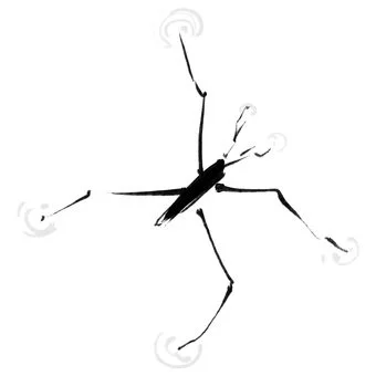 Water Striders
