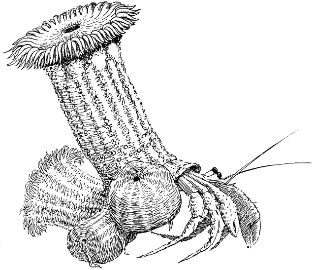 Hermit Crabs: What’s in a name?