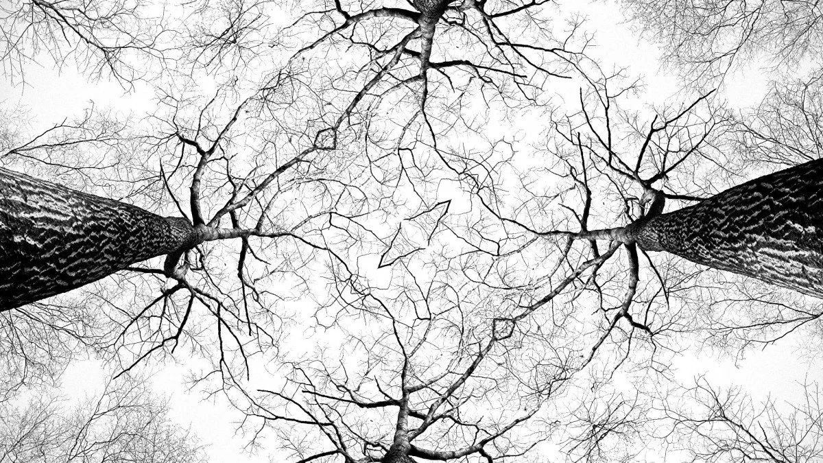 Forking Musings on Winter Trees