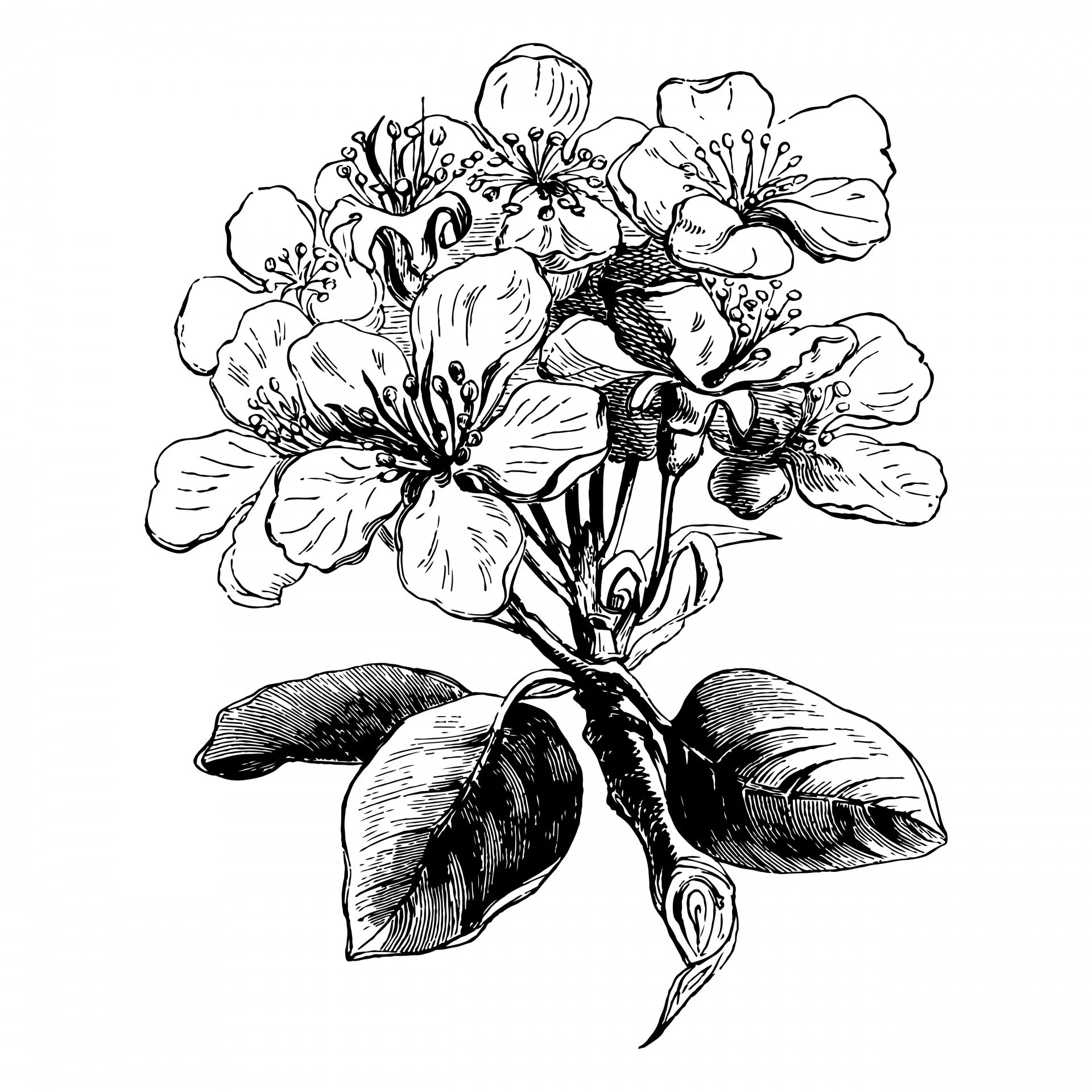 Bloomin Pear