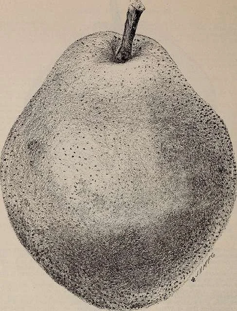 20:20 Pear Vision
