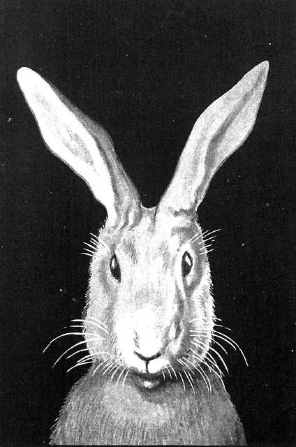 Quota Bunny