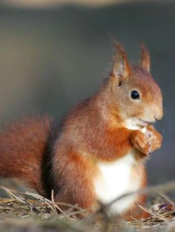 THINGS TO DO IN SWALEDALE IN NOVEMBER