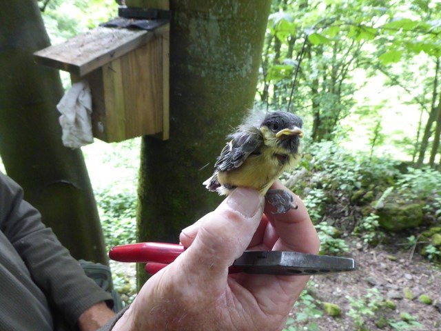 Great Tit being ringed