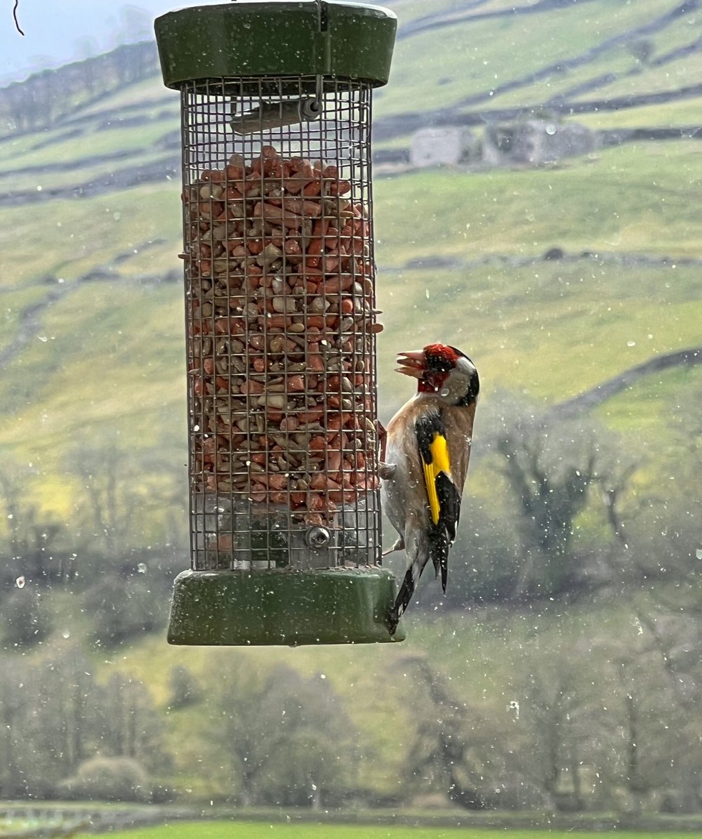 Goldfinch eating in Swaledale
