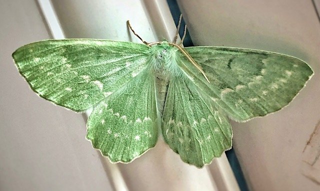 Large Emerald Moth