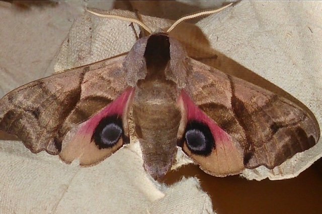 Eyed Hawk moth