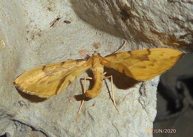 Barred Straw moth