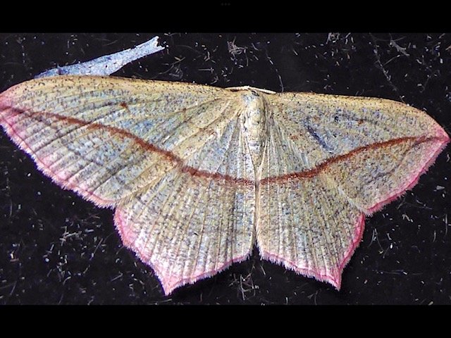 Blood Vein moth