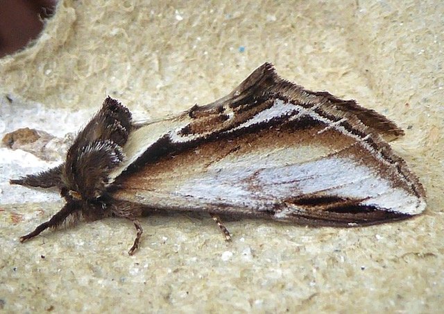 Lesser Swallow Prominent moth