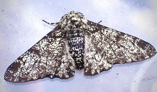 Peppered Moth