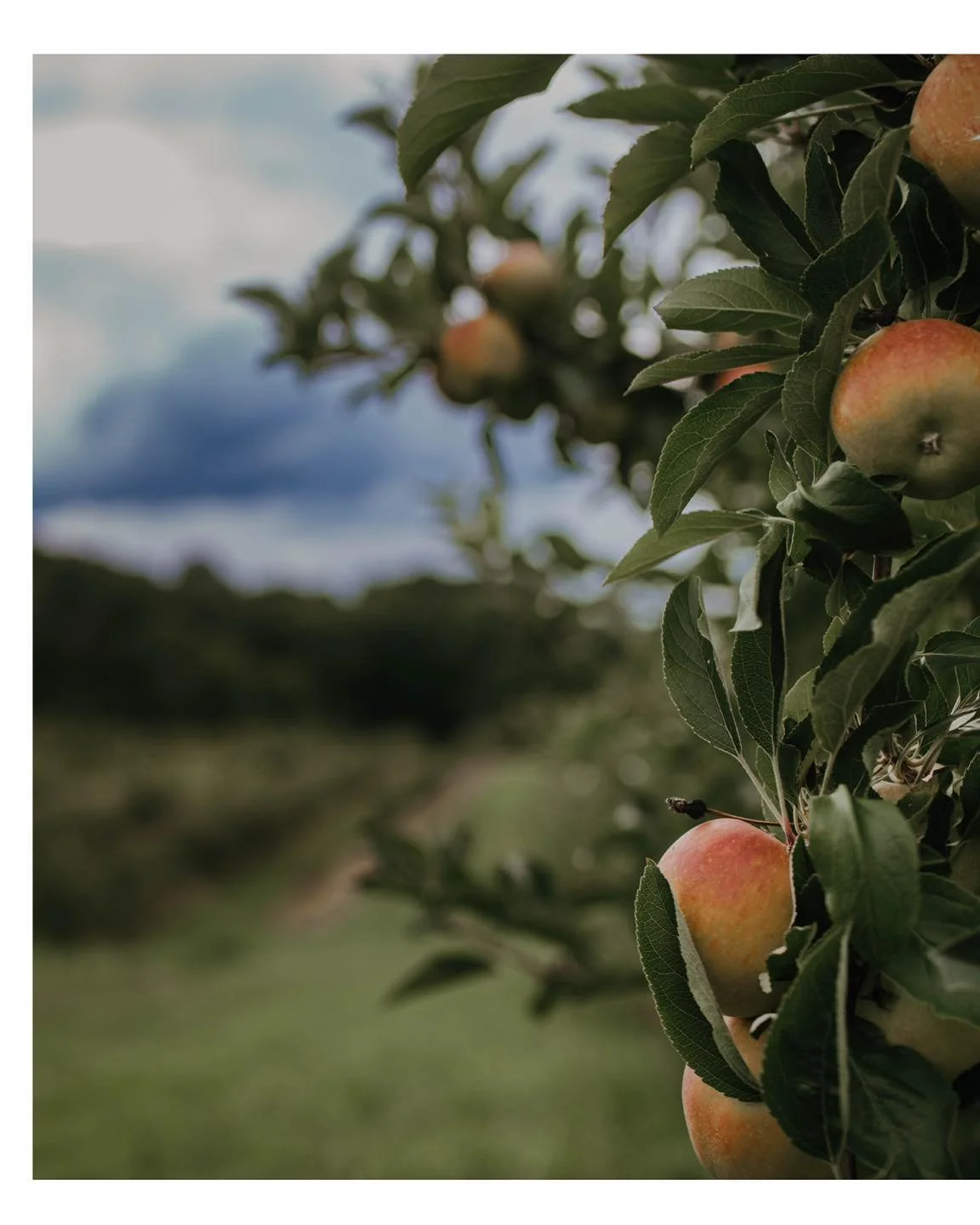 Fall is one of my favorite times to shoot &mdash; the colors, the cozy layers, and yes, the apple orchards in Lake and Ashtabula County. Orchard sessions are available, but I&rsquo;m also booking anywhere you&rsquo;d like &mdash; including in-studio.