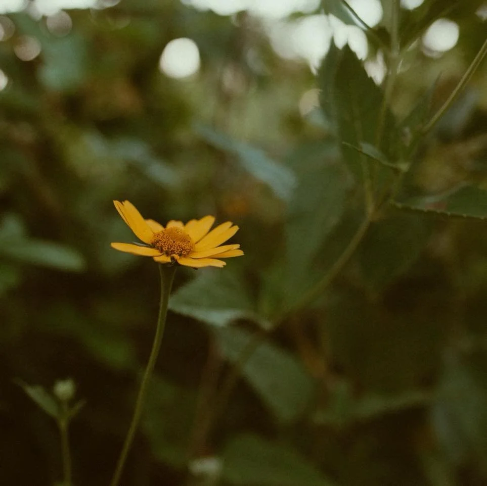 Fall Meadow Mini Sessions

Sunday October 19th in Kirtland, OH

&bull;$200 per session 50% required to book
&bull;20 minute time slot
&bull;Times available between 4-6:40 pm but going quickly. 
&bull;Includes 5 edited high resolution digitals with op